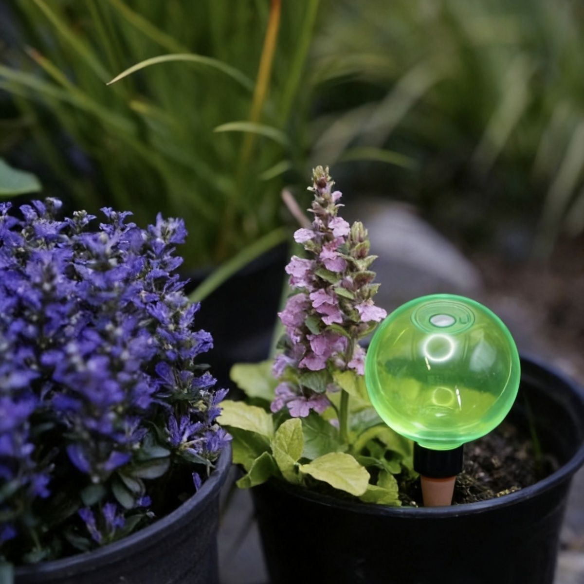 3 Globos de Riego Automático p - Plant Watering Globe reseña y precio