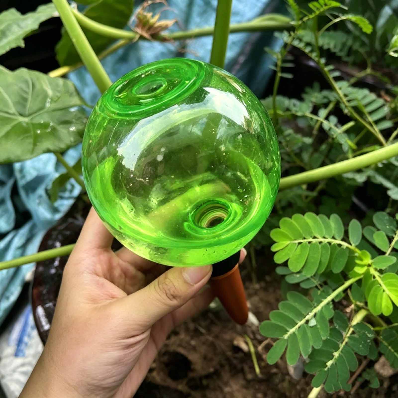 1/4 Globos de Riego Automático - Plant Watering Globe reseña y precio